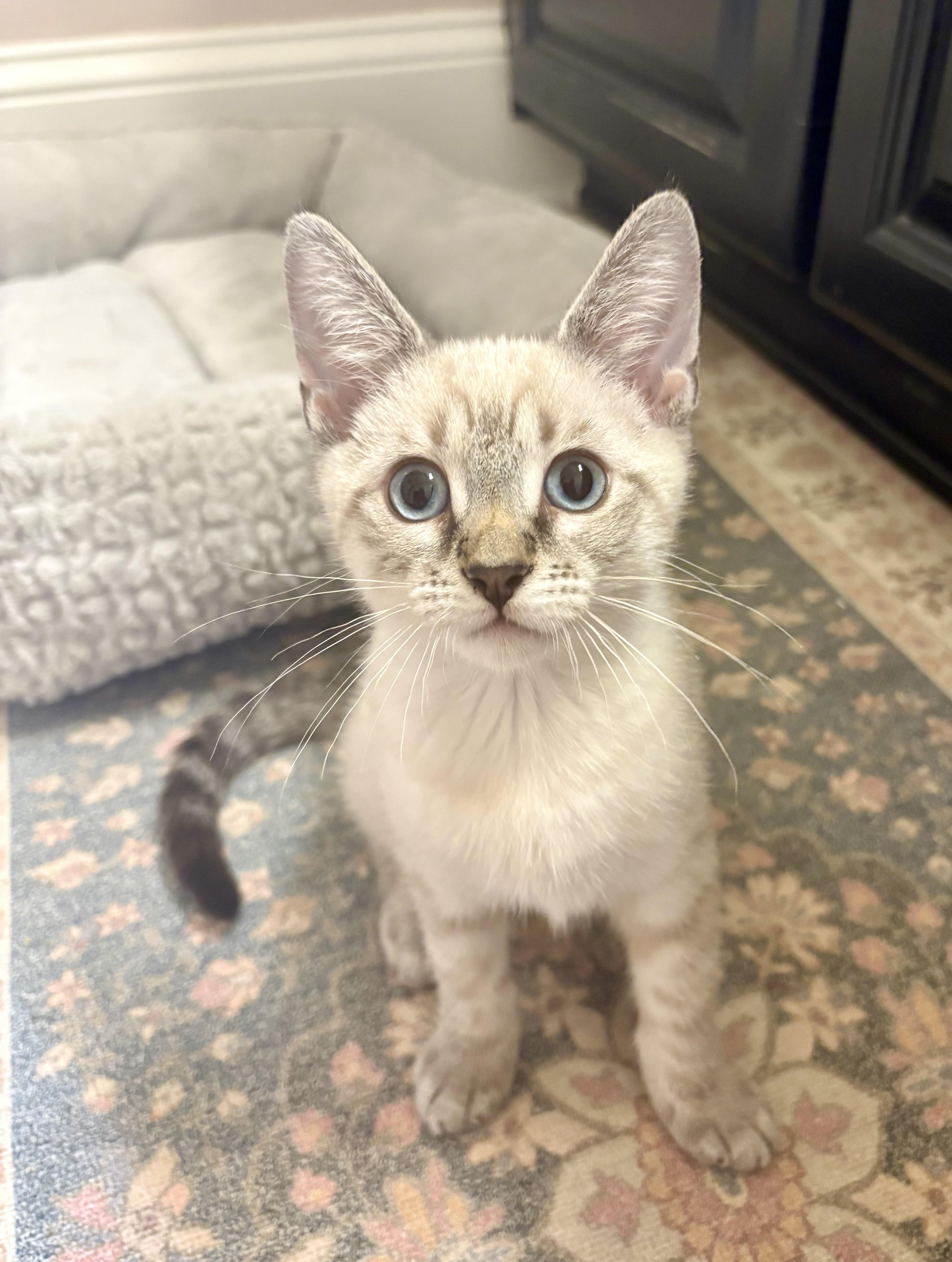 Tuna, a Adoptable mixed breed in Charlotte, NC image 1/3