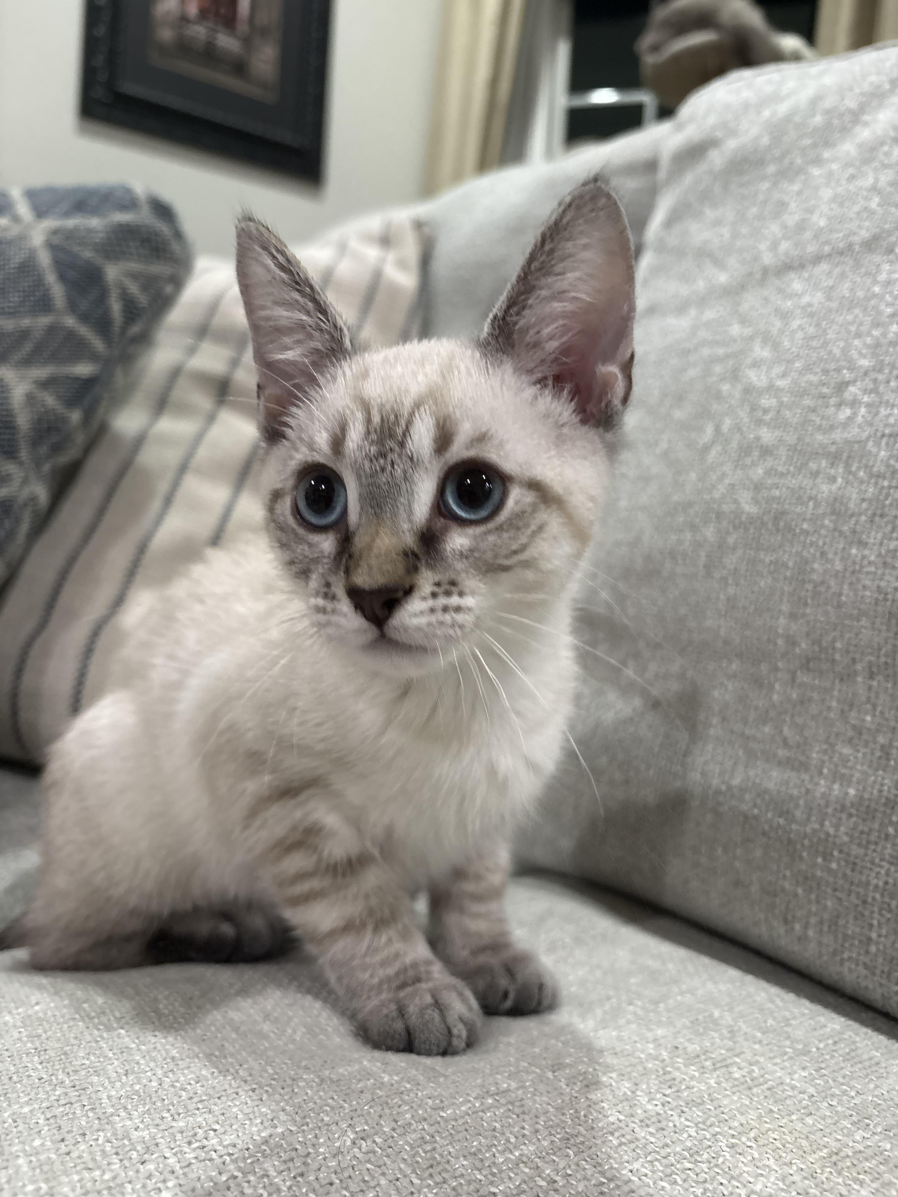 Tuna, a Adoptable mixed breed in Charlotte, NC image 3/3