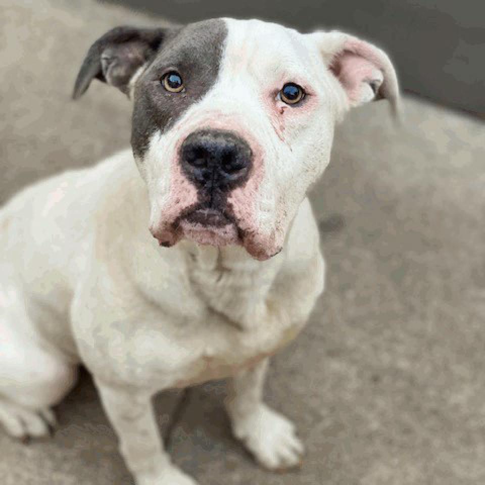 Tony, Adoptable, Adult Male Pit Bull Terrier.