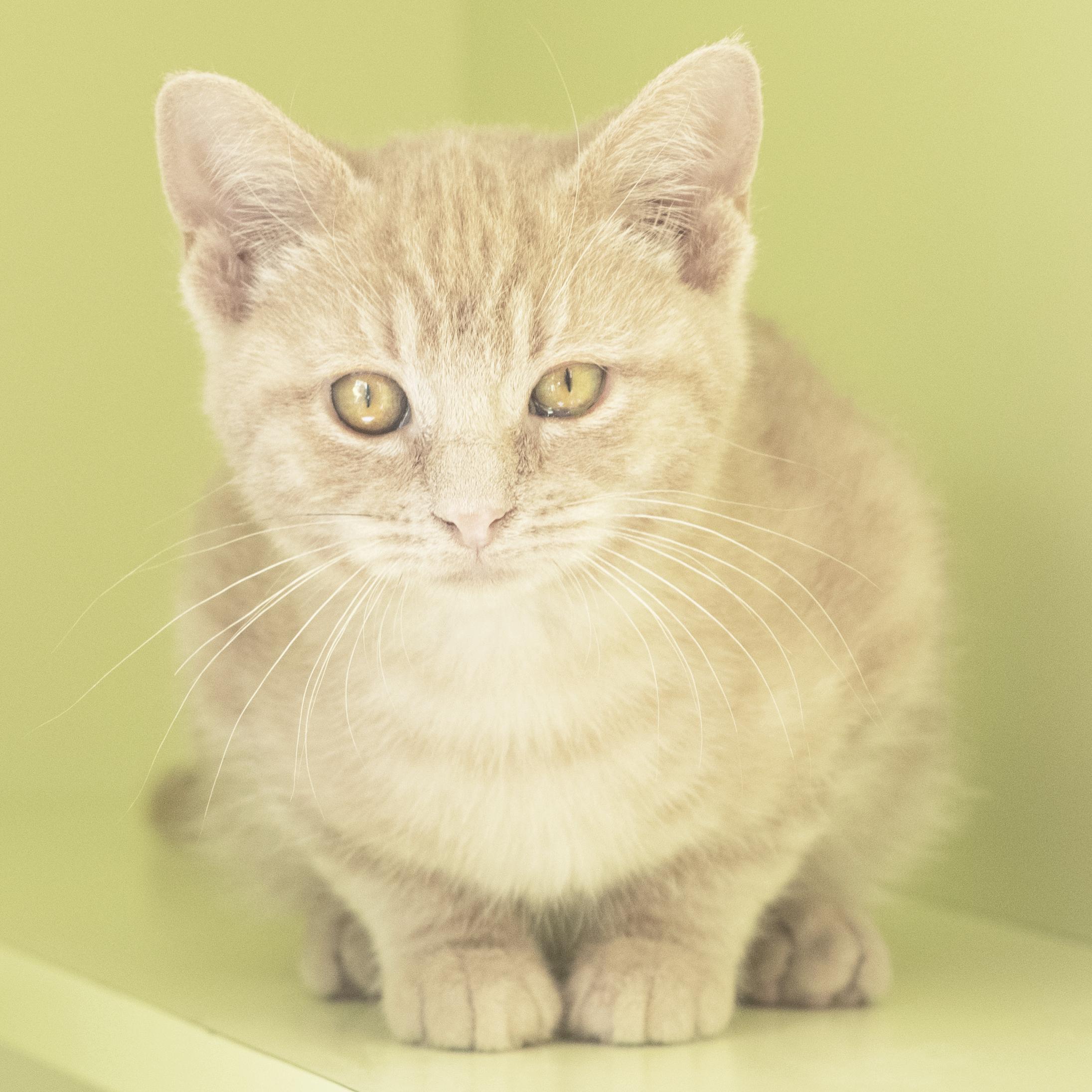 Oogie Boogie, Adoptable, Kitten Male Domestic Short Hair.