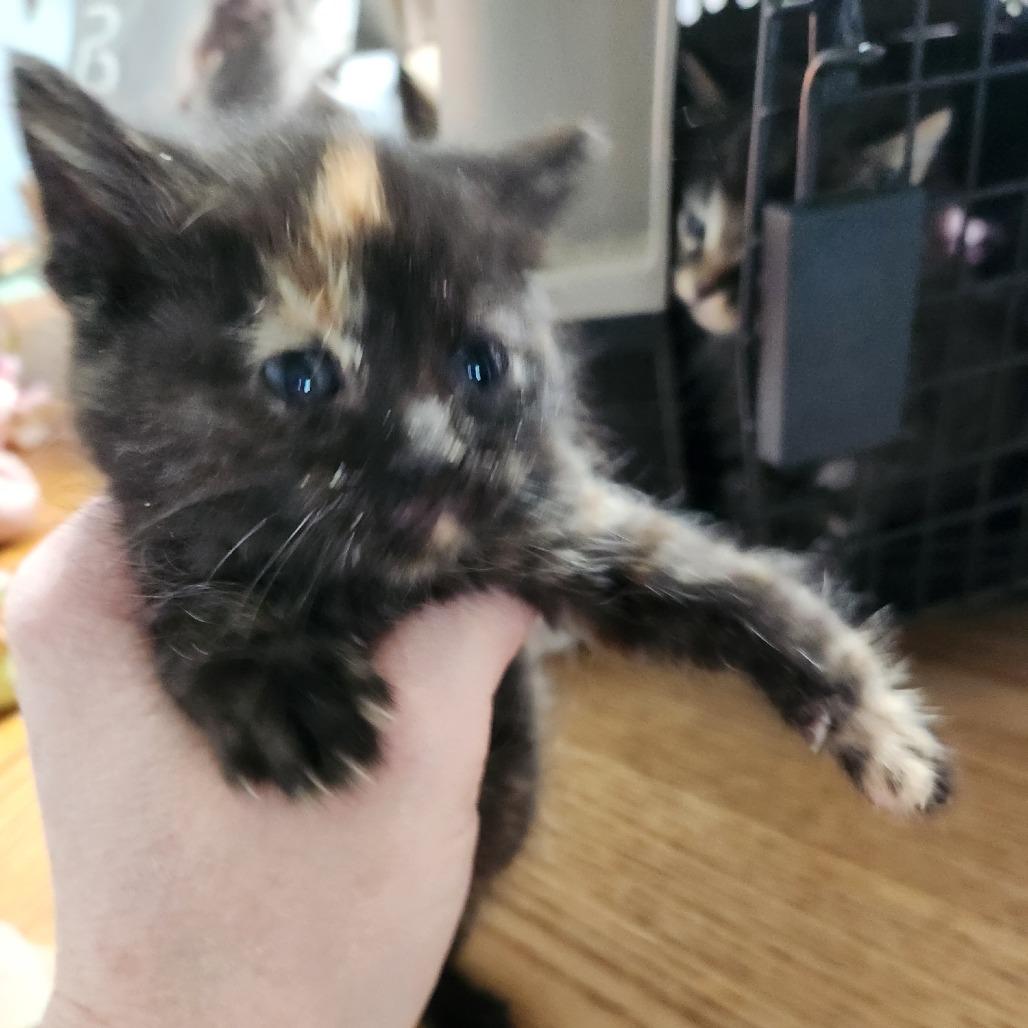 Enlarge Aurora, a Adoptable Domestic Short Hair in Mondovi, WI image 2/2