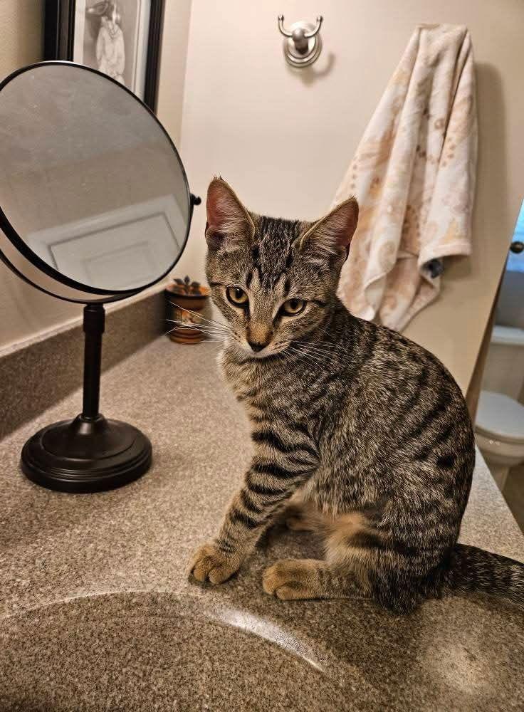 Sedona, Adoptable, Kitten Female Domestic Short Hair.