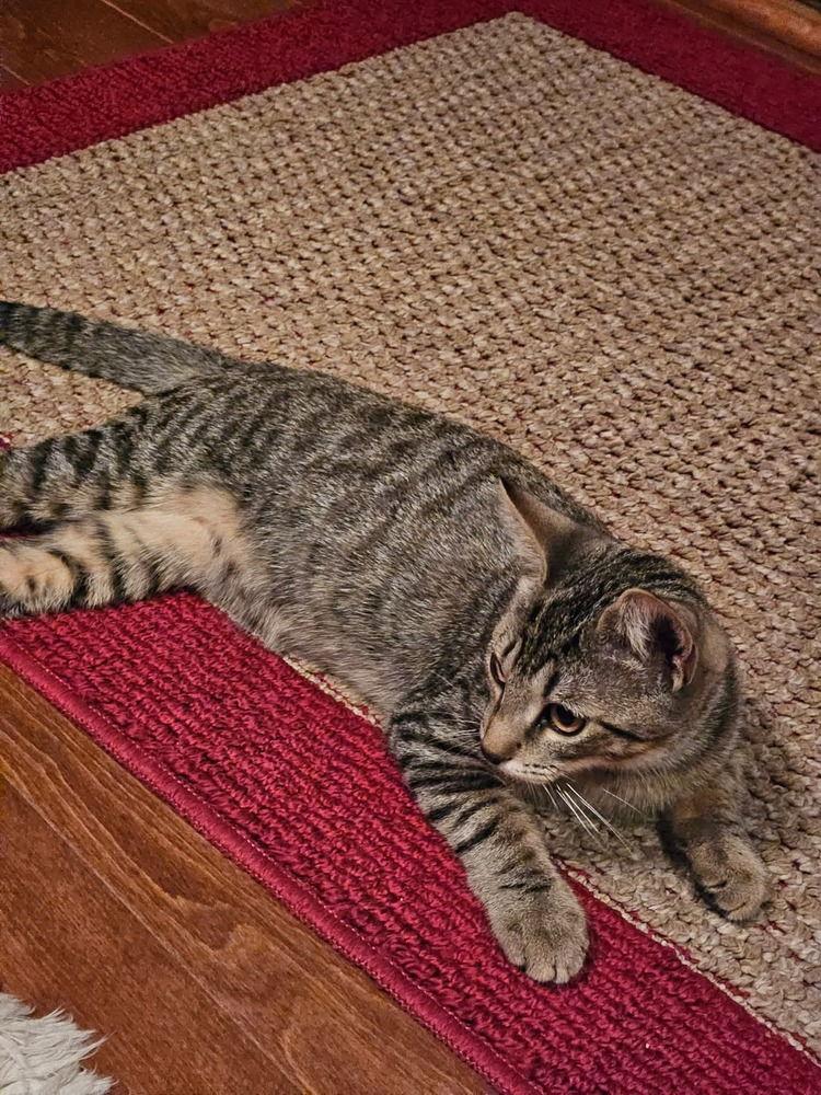 Enlarge Sedona, a Adoptable Domestic Short Hair in Pittstown, NJ image 2/3