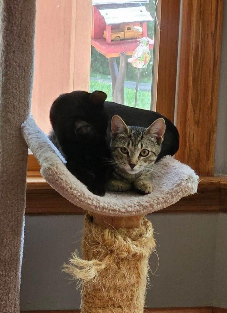 Enlarge Sedona, a Adoptable Domestic Short Hair in Pittstown, NJ image 3/3