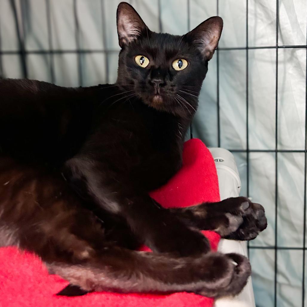 Enlarge Regina, a Adoptable Domestic Short Hair in Troy, VA image 1/3