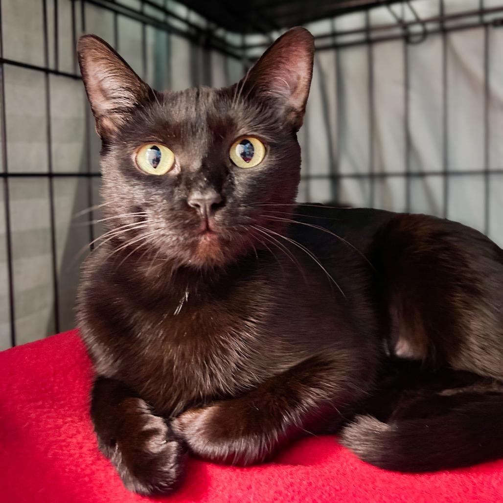 Enlarge Regina, a Adoptable Domestic Short Hair in Troy, VA image 2/3