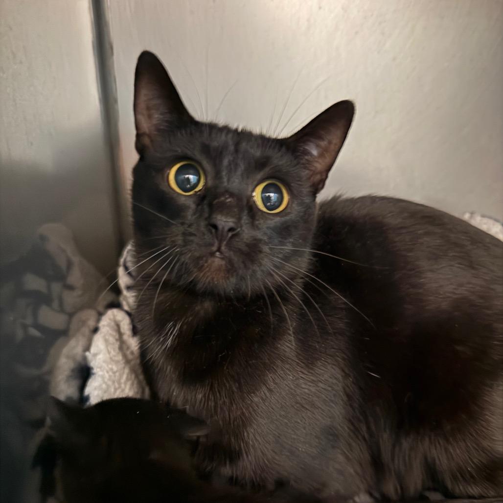 Enlarge Regina, a Adoptable Domestic Short Hair in Troy, VA image 3/3