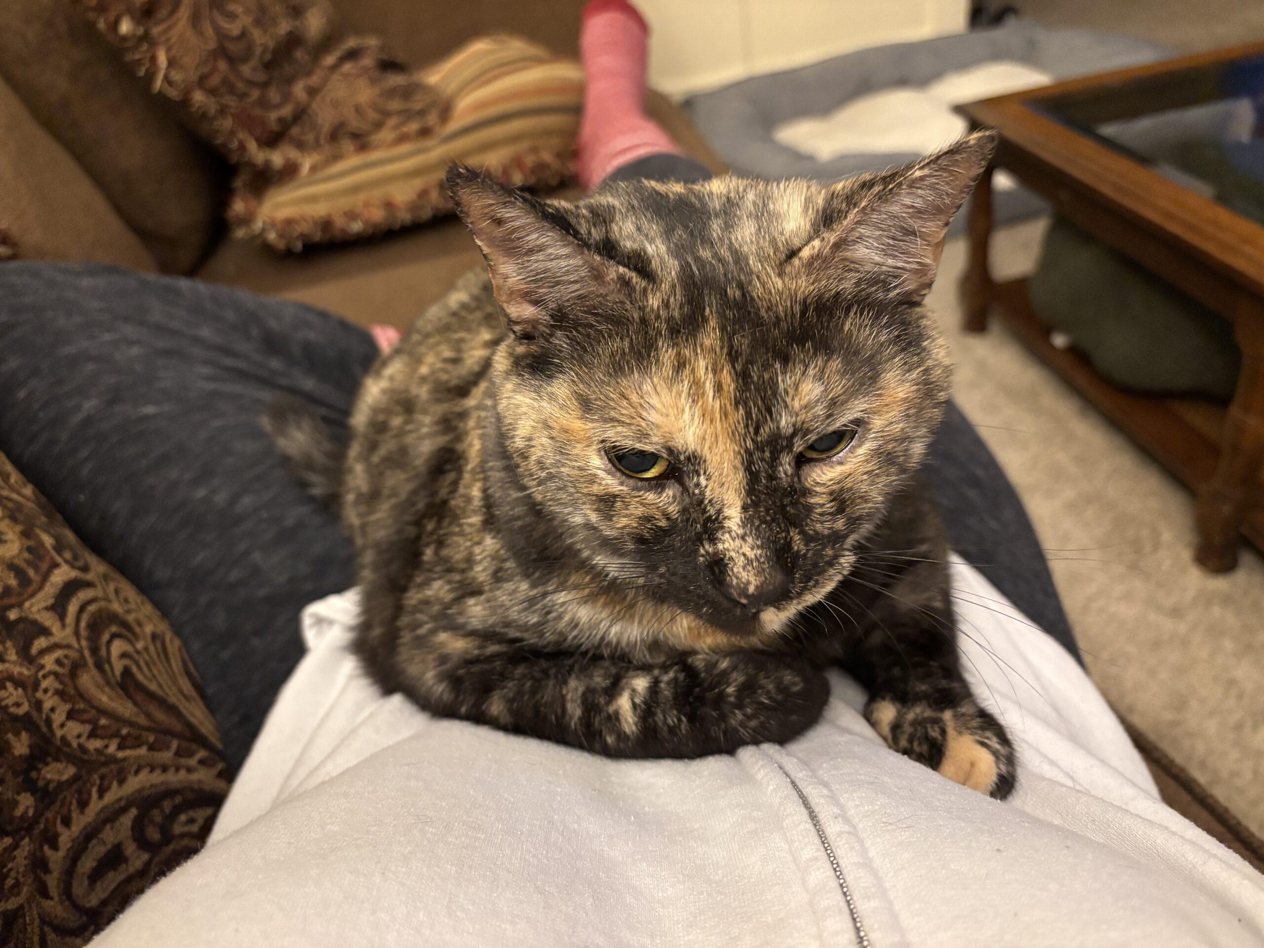 Enlarge June, a Adoptable Domestic Short Hair in Seven Valleys, PA image 1/5