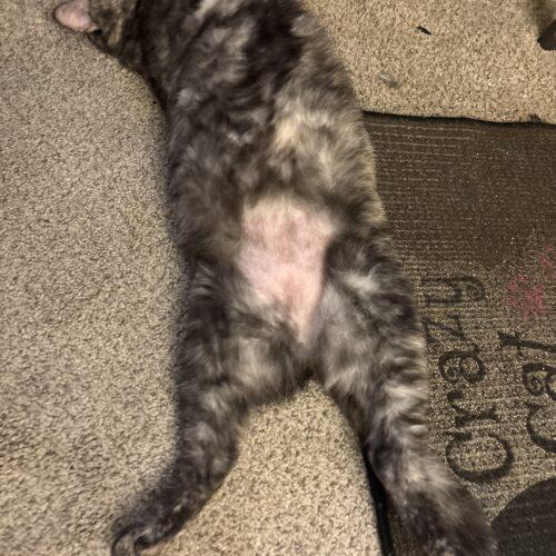 June, Adoptable, Adult Female Domestic Short Hair.