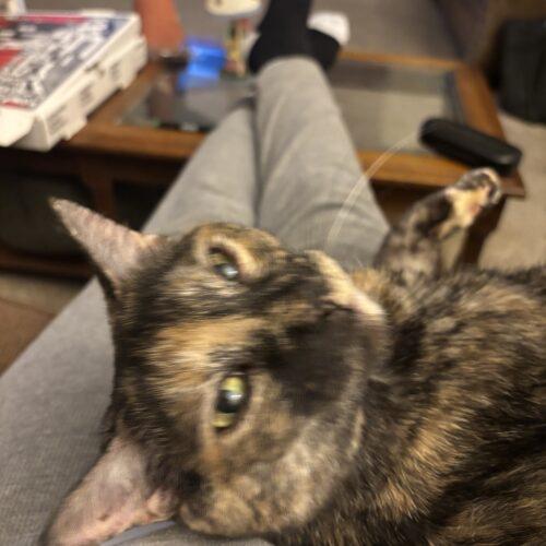 Enlarge June, a Adoptable Domestic Short Hair in Seven Valleys, PA image 3/5