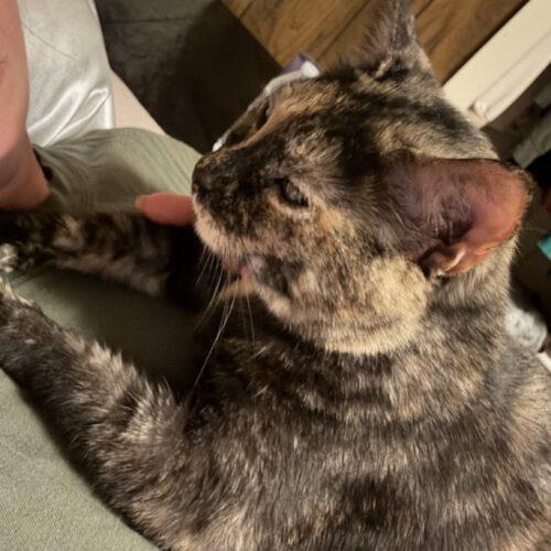 Enlarge June, a Adoptable Domestic Short Hair in Seven Valleys, PA image 4/5