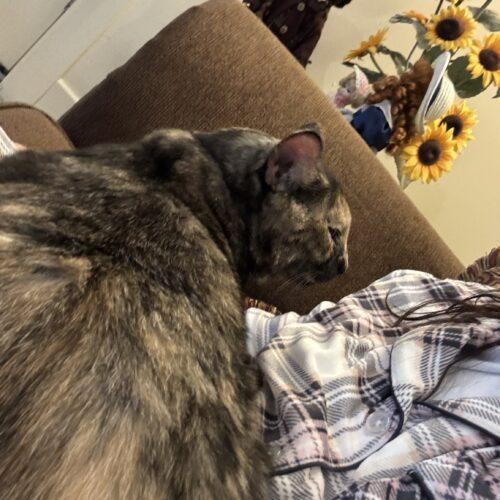 Enlarge June, a Adoptable Domestic Short Hair in Seven Valleys, PA image 5/5