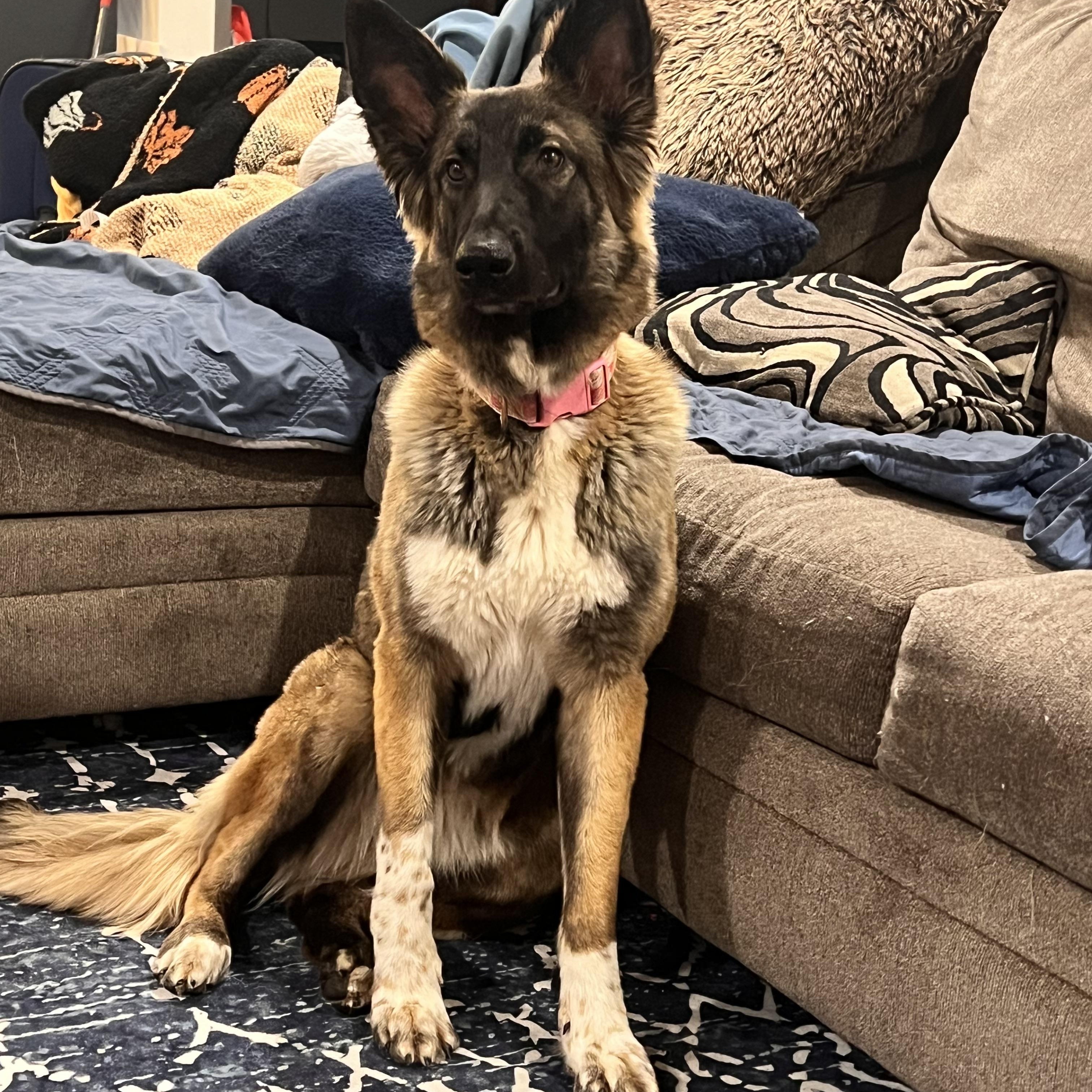 Enlarge Annie, an adopted German Shepherd Dog in New Rochelle, NY image 3/3