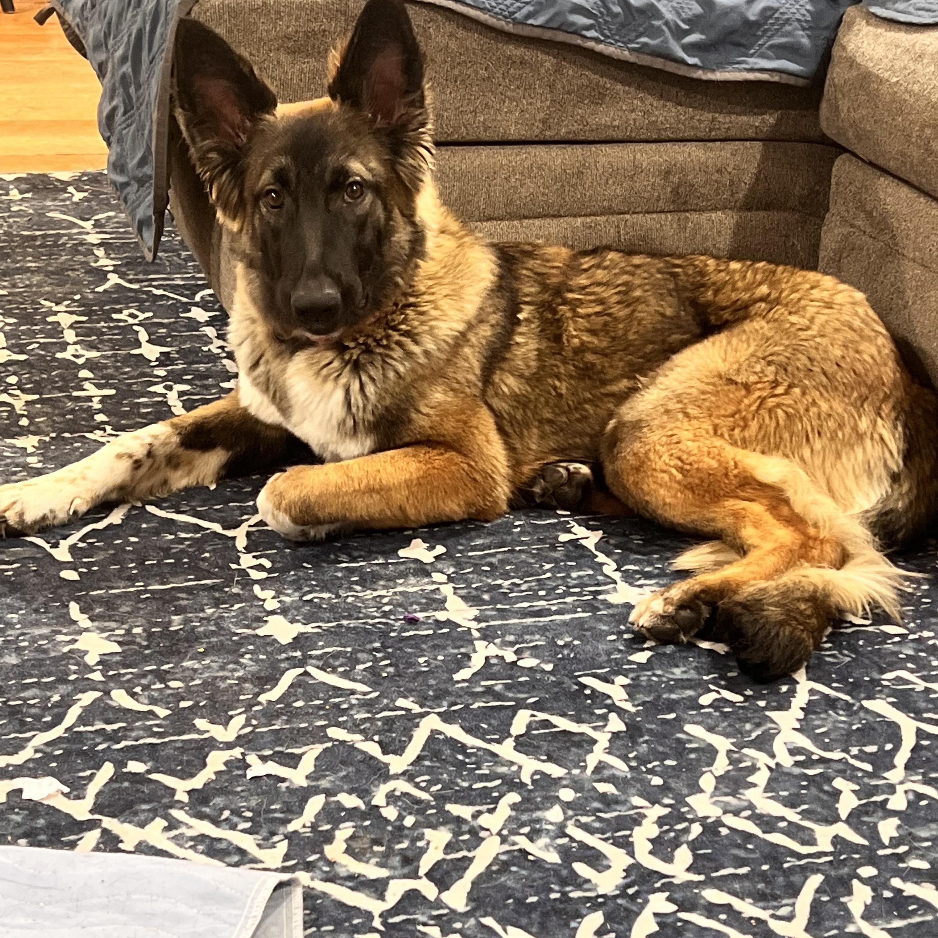 Enlarge Annie, an adopted German Shepherd Dog in New Rochelle, NY image 2/3