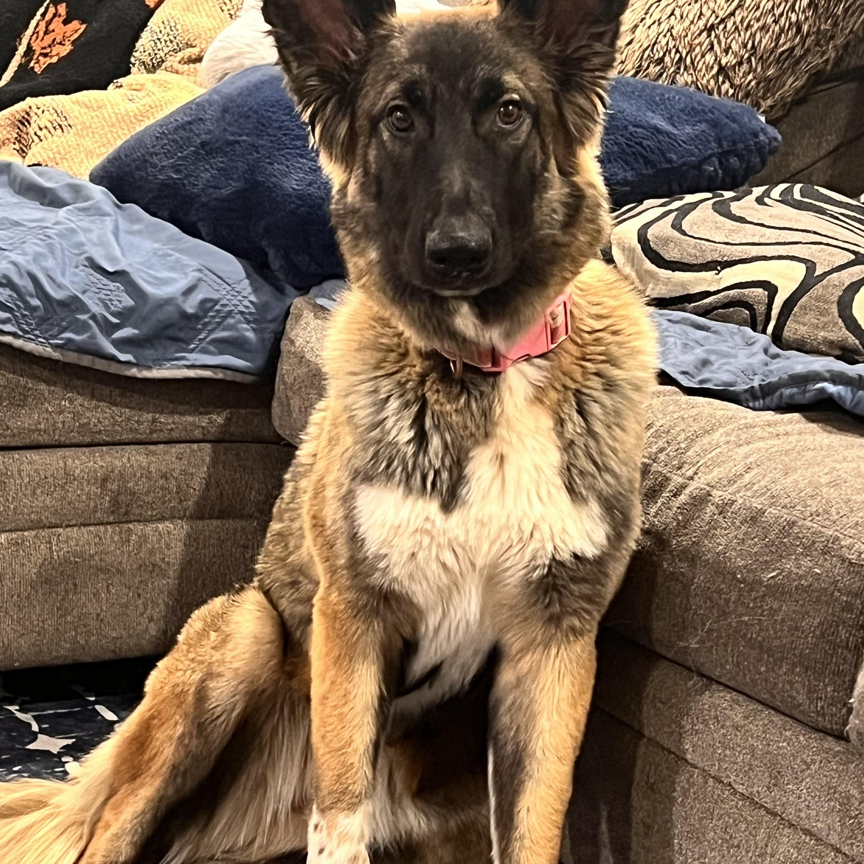 Annie, adopted, Young Female German Shepherd Dog.