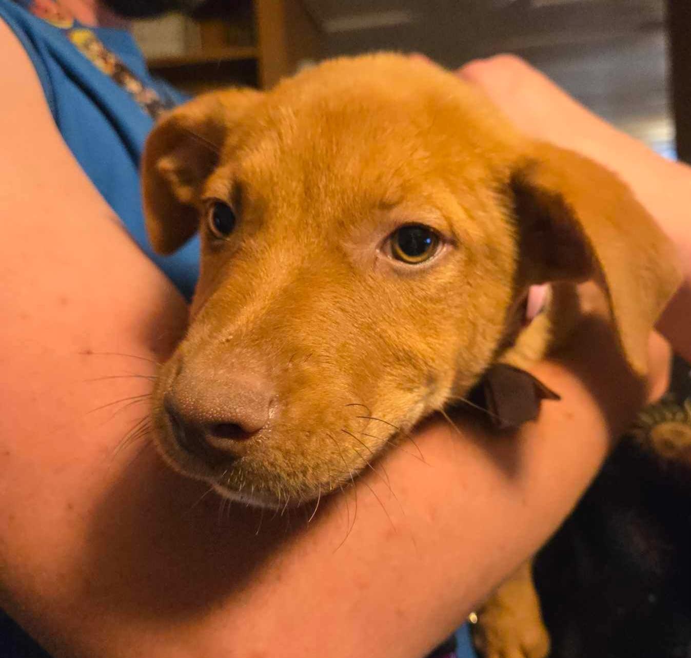 lol-P-24 Beezus, an adoptable Shepherd in Billings, MT, 59101 | Photo Image 2