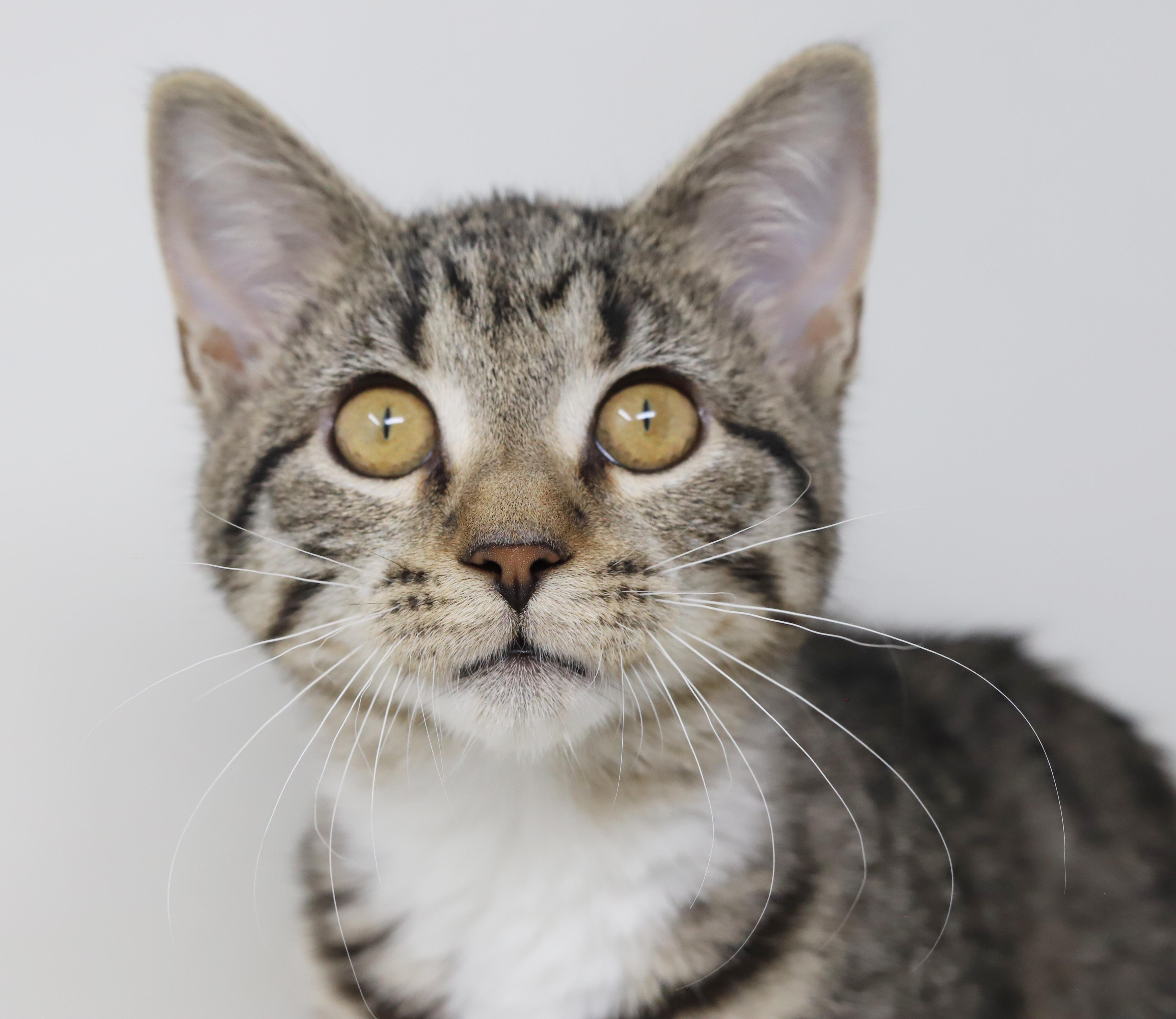 Enlarge Phoebe is PURRFECT for kitty therapy!  THE MOST LOVING snuggler ever!   , a Adoptable mixed breed in Bedford Hills, NY image 3/6