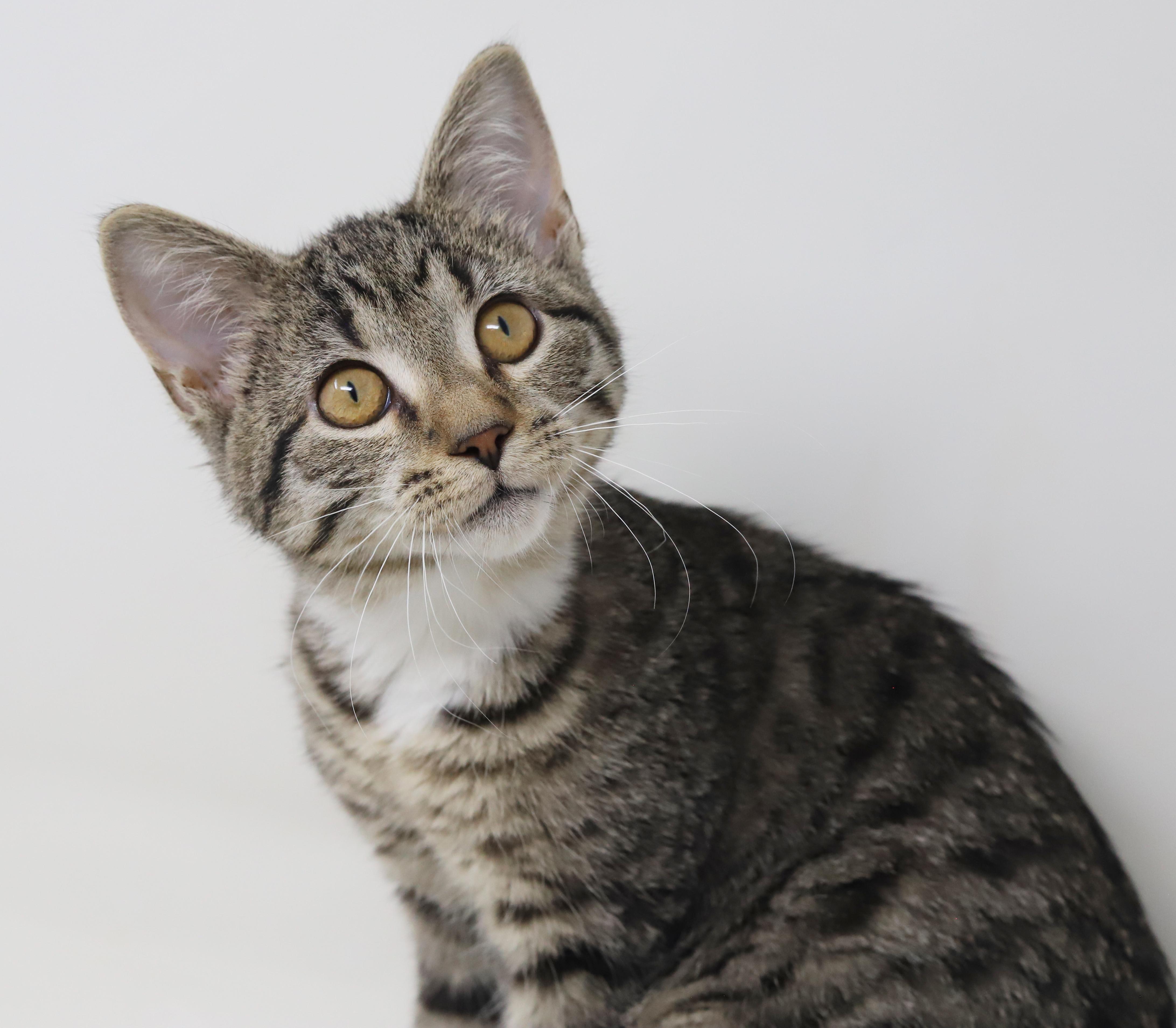 Enlarge Phoebe is PURRFECT for kitty therapy!  THE MOST LOVING snuggler ever!   , a Adoptable mixed breed in Bedford Hills, NY image 5/6