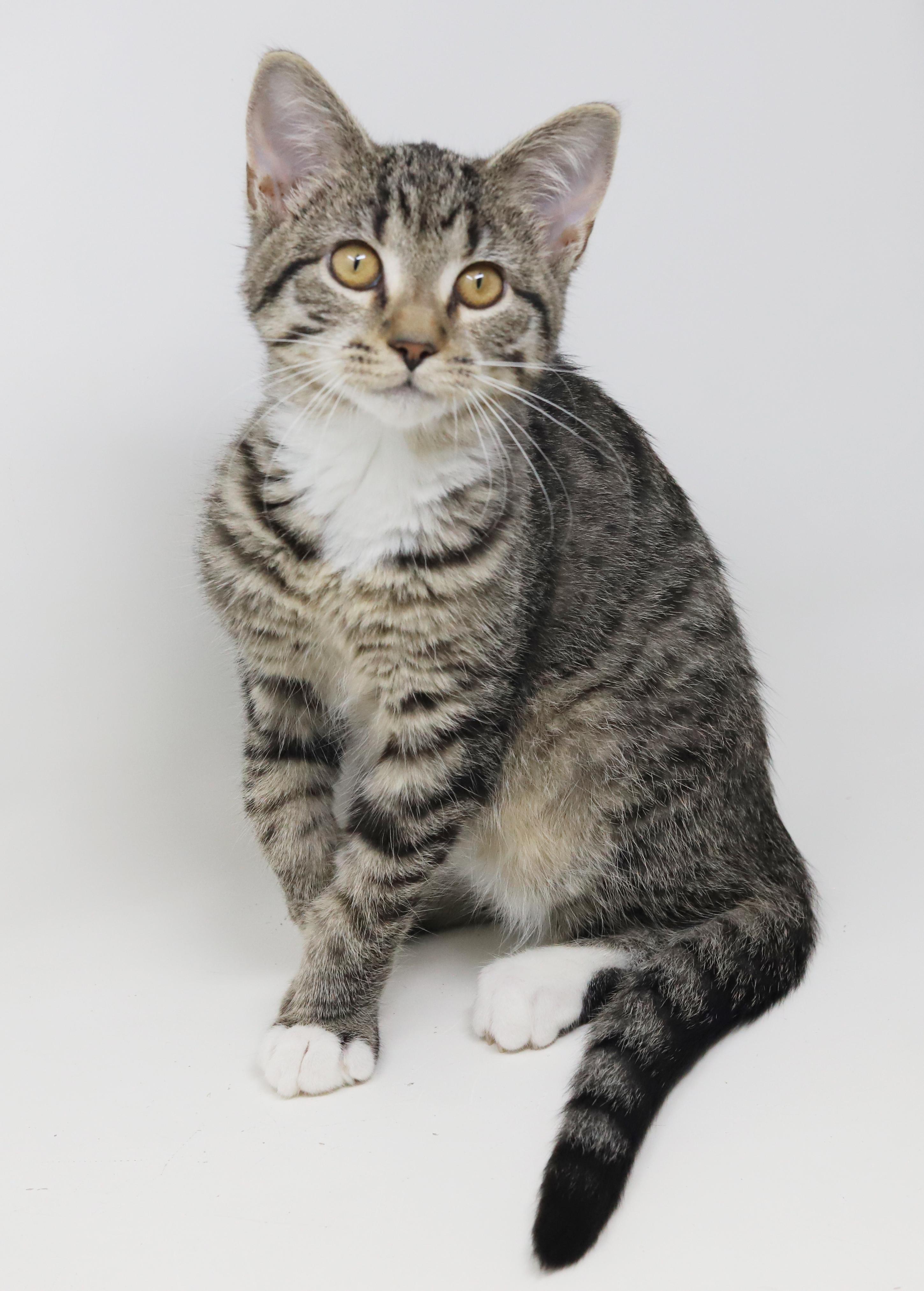 Enlarge Phoebe is PURRFECT for kitty therapy!  THE MOST LOVING snuggler ever!   , a Adoptable mixed breed in Bedford Hills, NY image 6/6