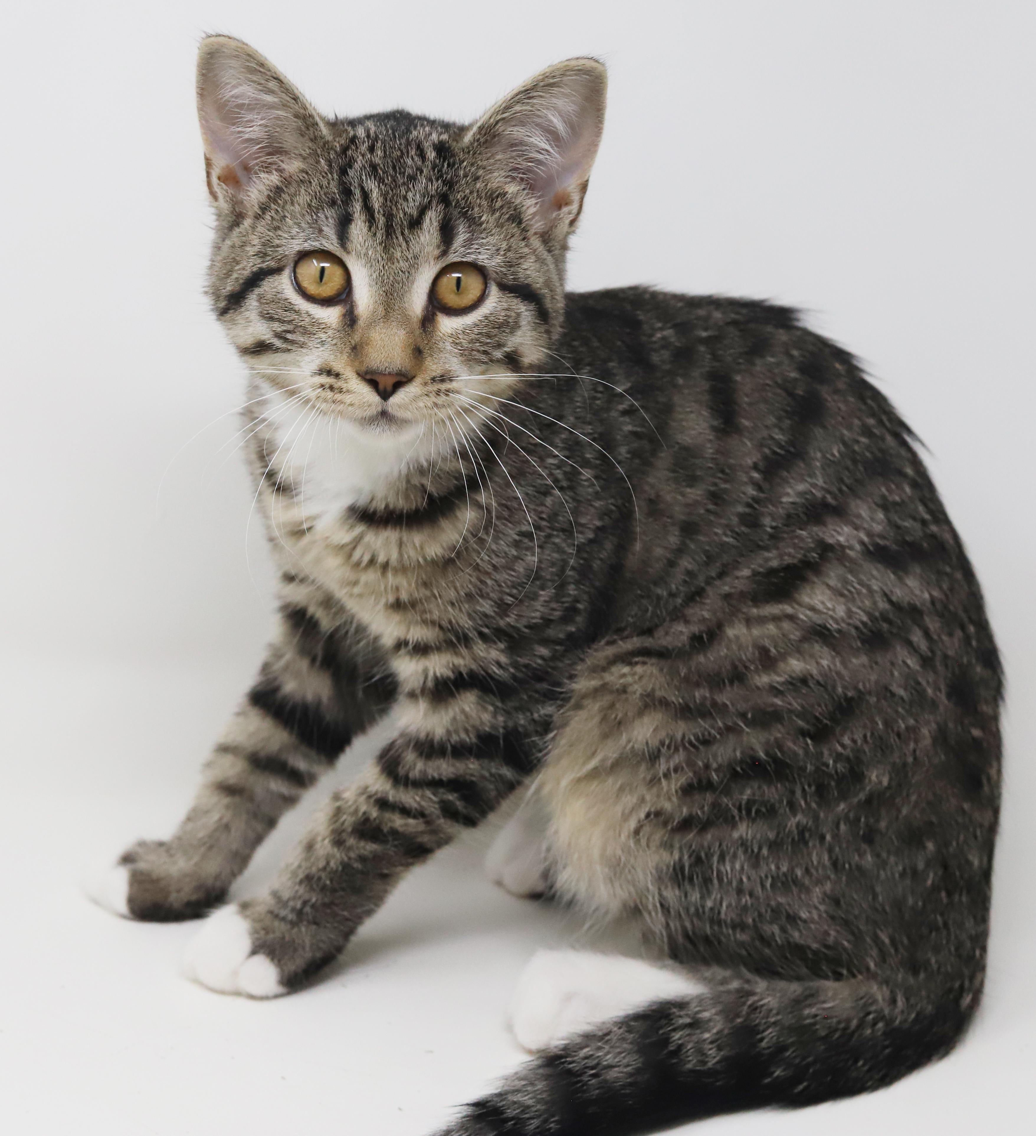 Enlarge Phoebe is PURRFECT for kitty therapy!  THE MOST LOVING snuggler ever!   , a Adoptable mixed breed in Bedford Hills, NY image 2/6