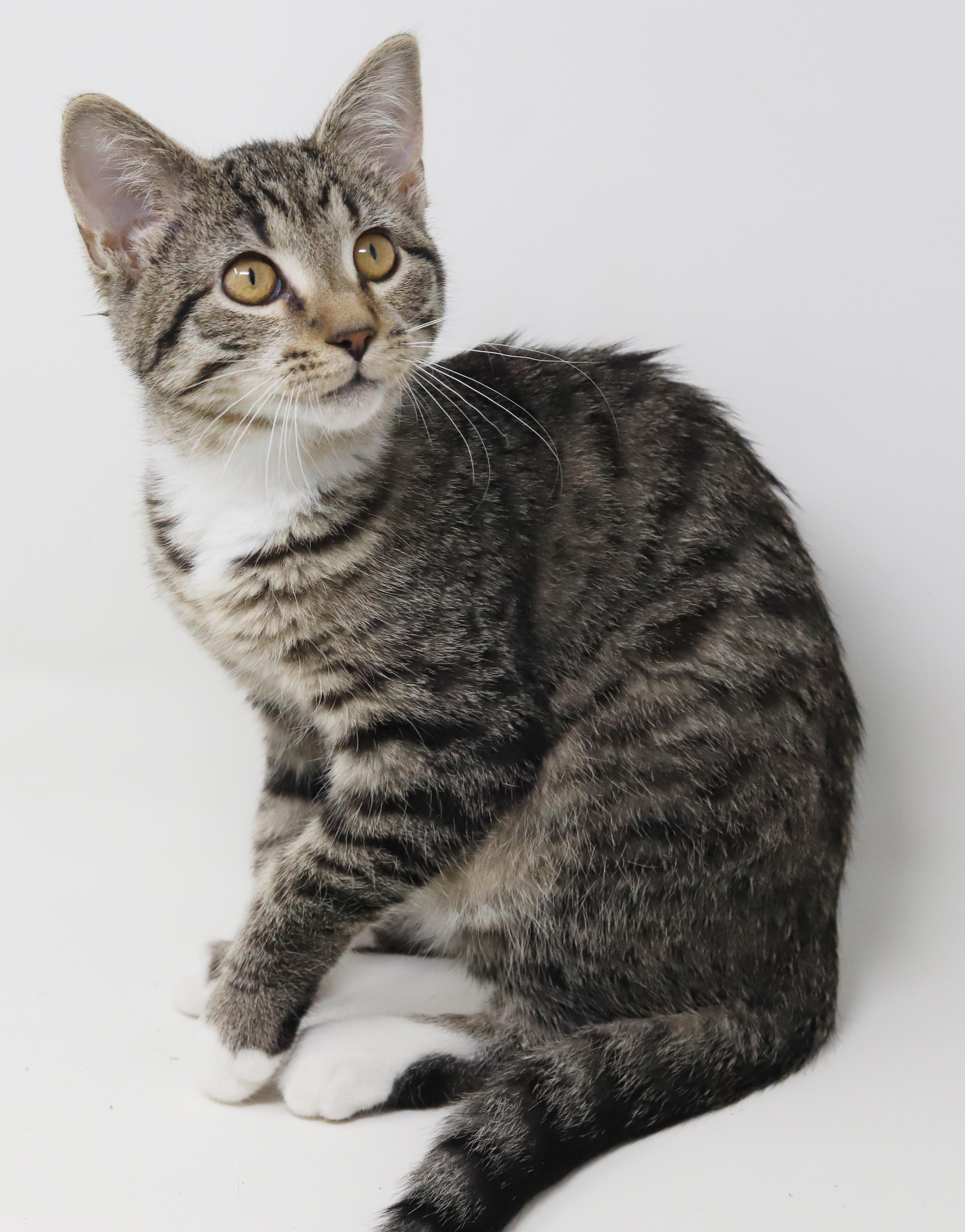 Enlarge Phoebe is PURRFECT for kitty therapy!  THE MOST LOVING snuggler ever!   , a Adoptable mixed breed in Bedford Hills, NY image 4/6