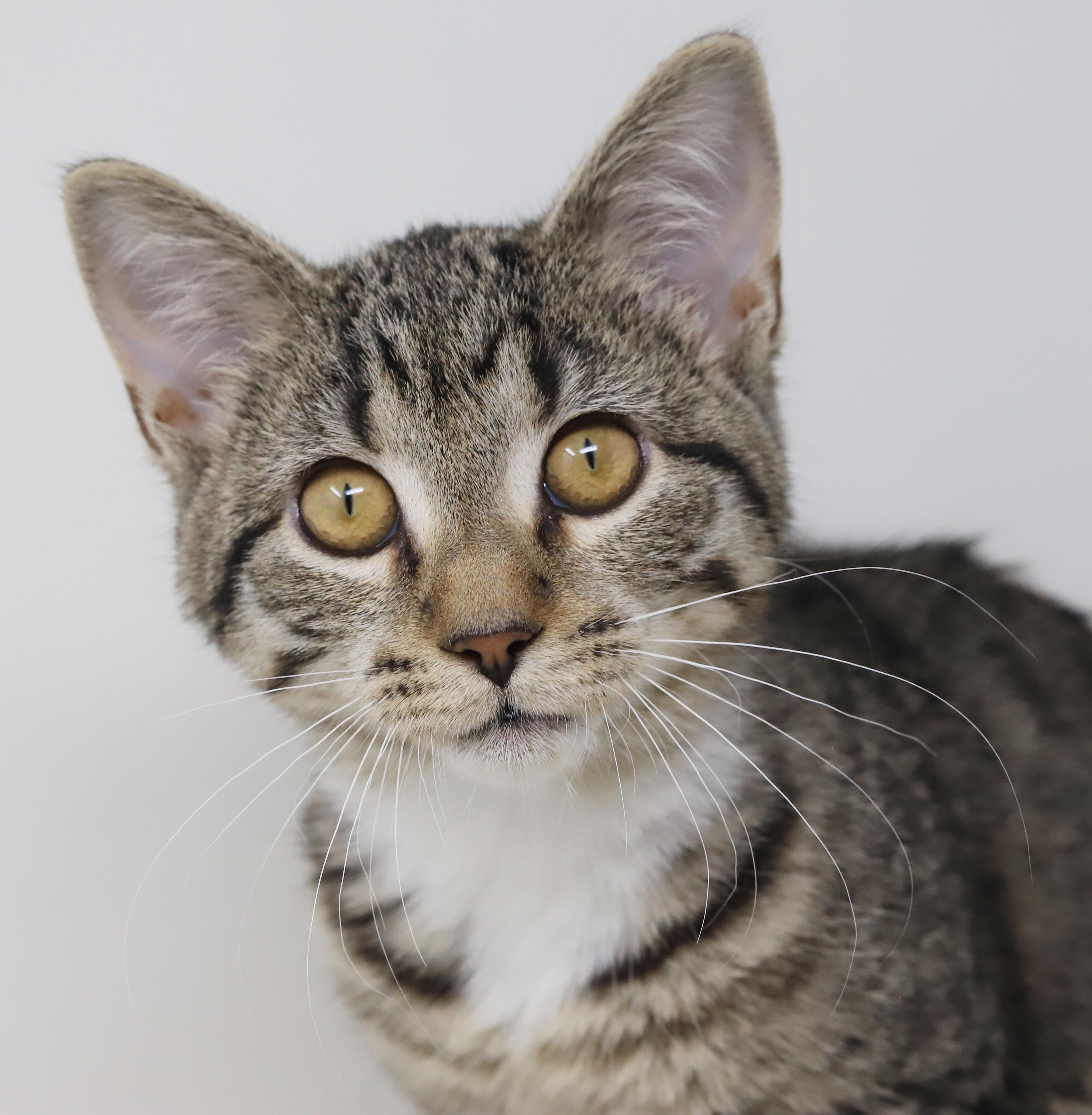 Phoebe is PURRFECT for kitty therapy!  THE MOST LOVING snuggler ever!   , Adoptable, Kitten Female Tabby & Bengal.