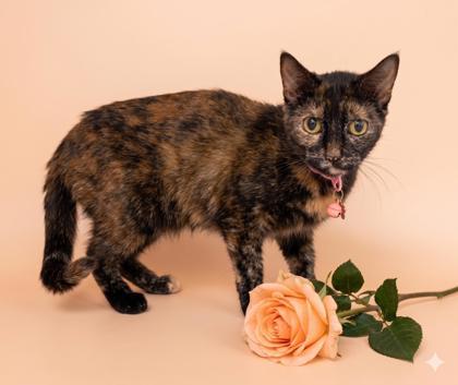 Enlarge Little Girl (Bonded w/ Little Boy), a Adoptable mixed breed in Bowling Green, KY image 1/1