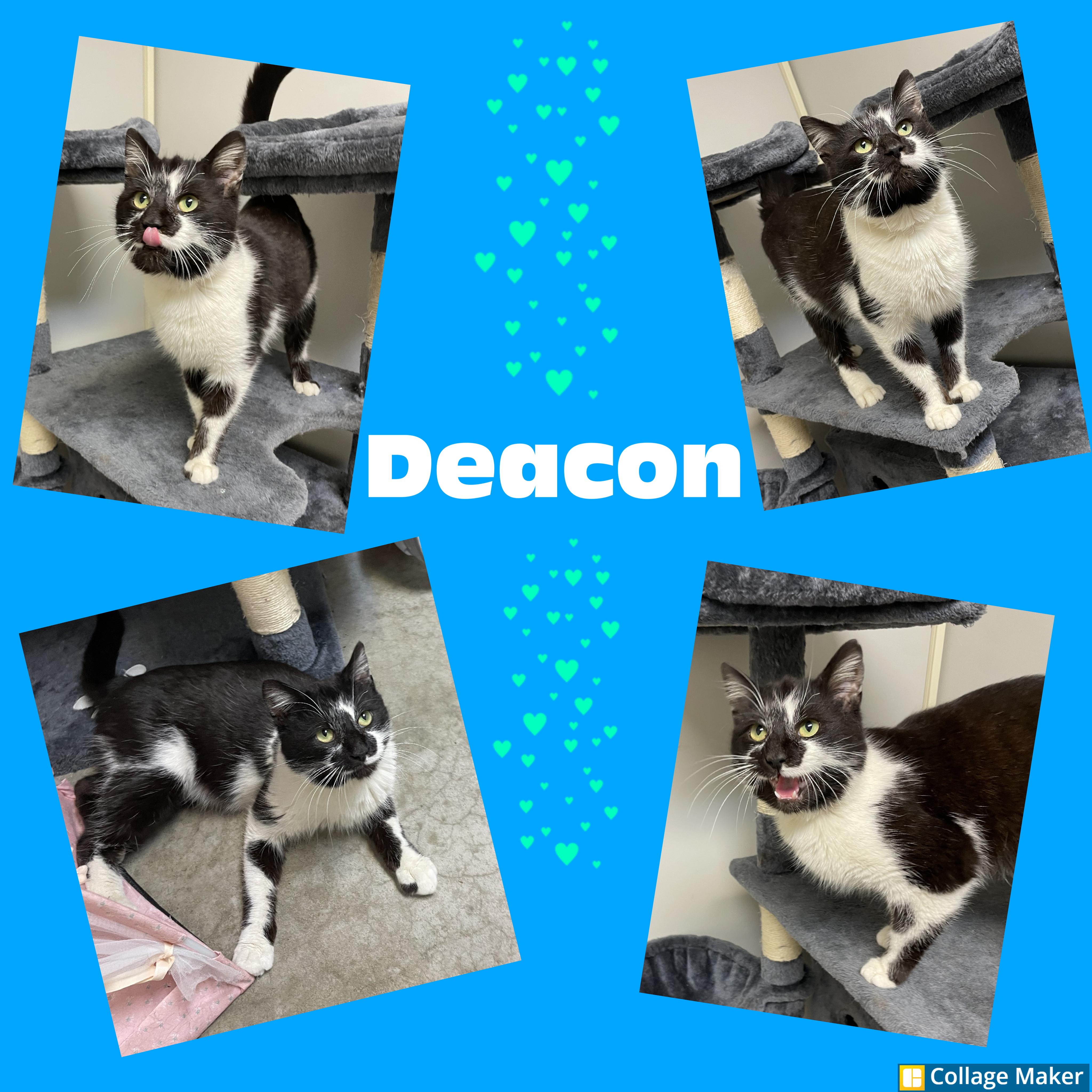 Enlarge Deacon, a ADOPTABLE mixed breed in Clearfield, PA image 1/1