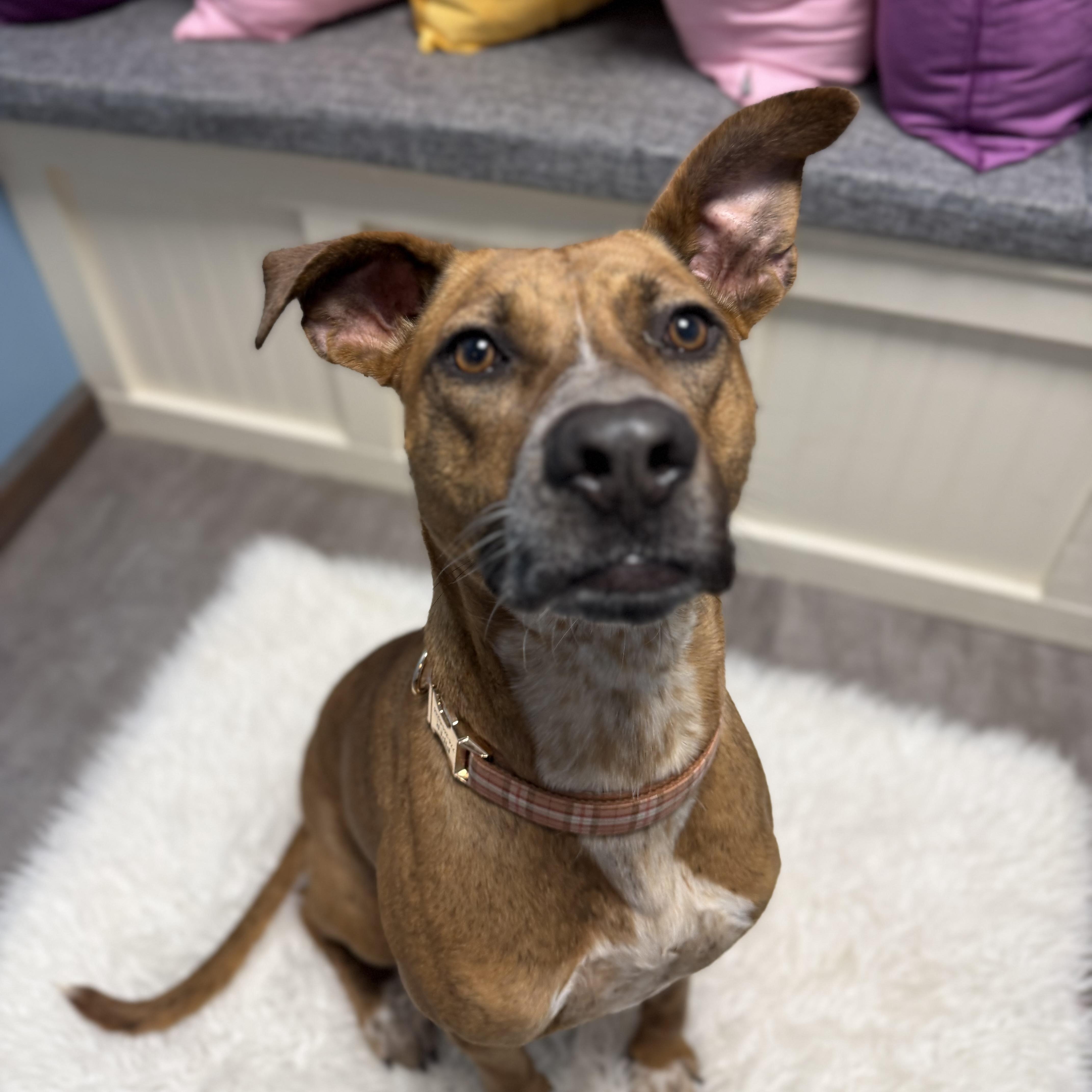 Sadie, a Adoptable mixed breed in Cumberland, RI image 2/5