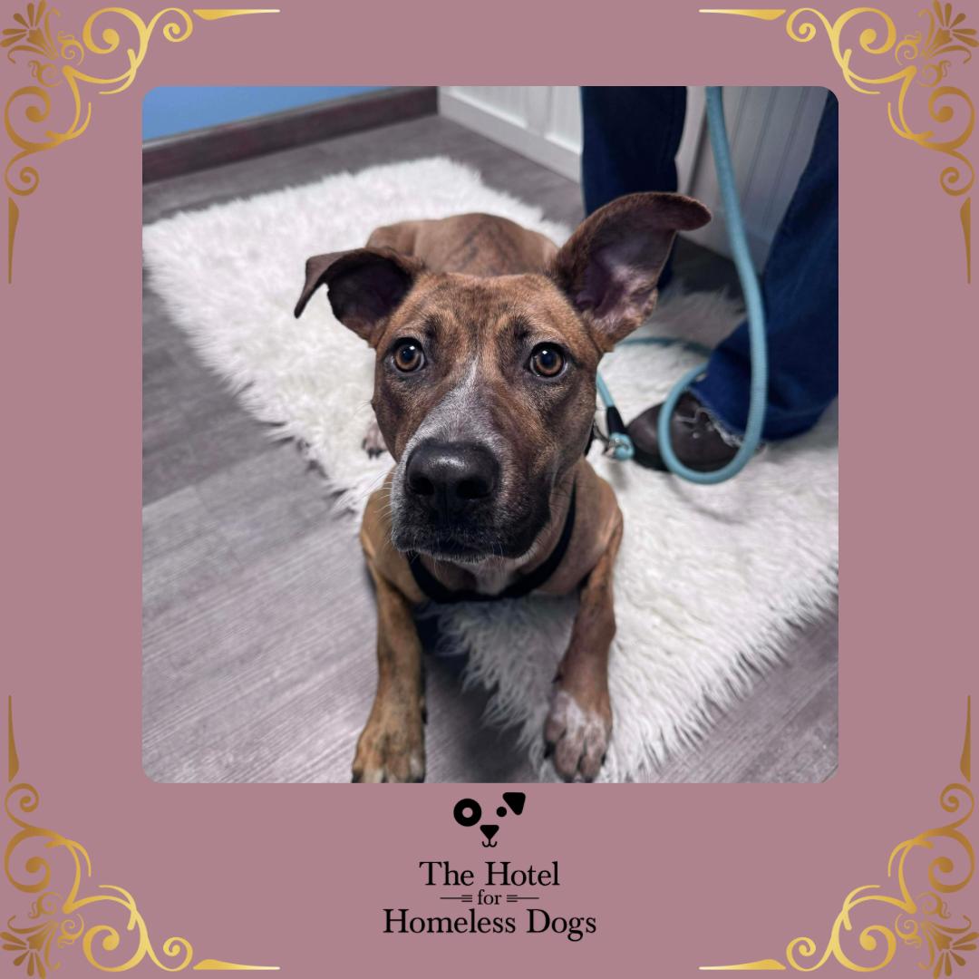 Enlarge Piper, a Adoptable mixed breed in Cumberland, RI image 1/4