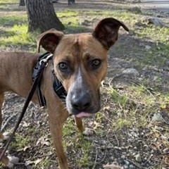 Enlarge Sadie, a Adoptable mixed breed in Cumberland, RI image 4/6