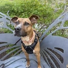 Enlarge Sadie, a Adoptable mixed breed in Cumberland, RI image 3/6