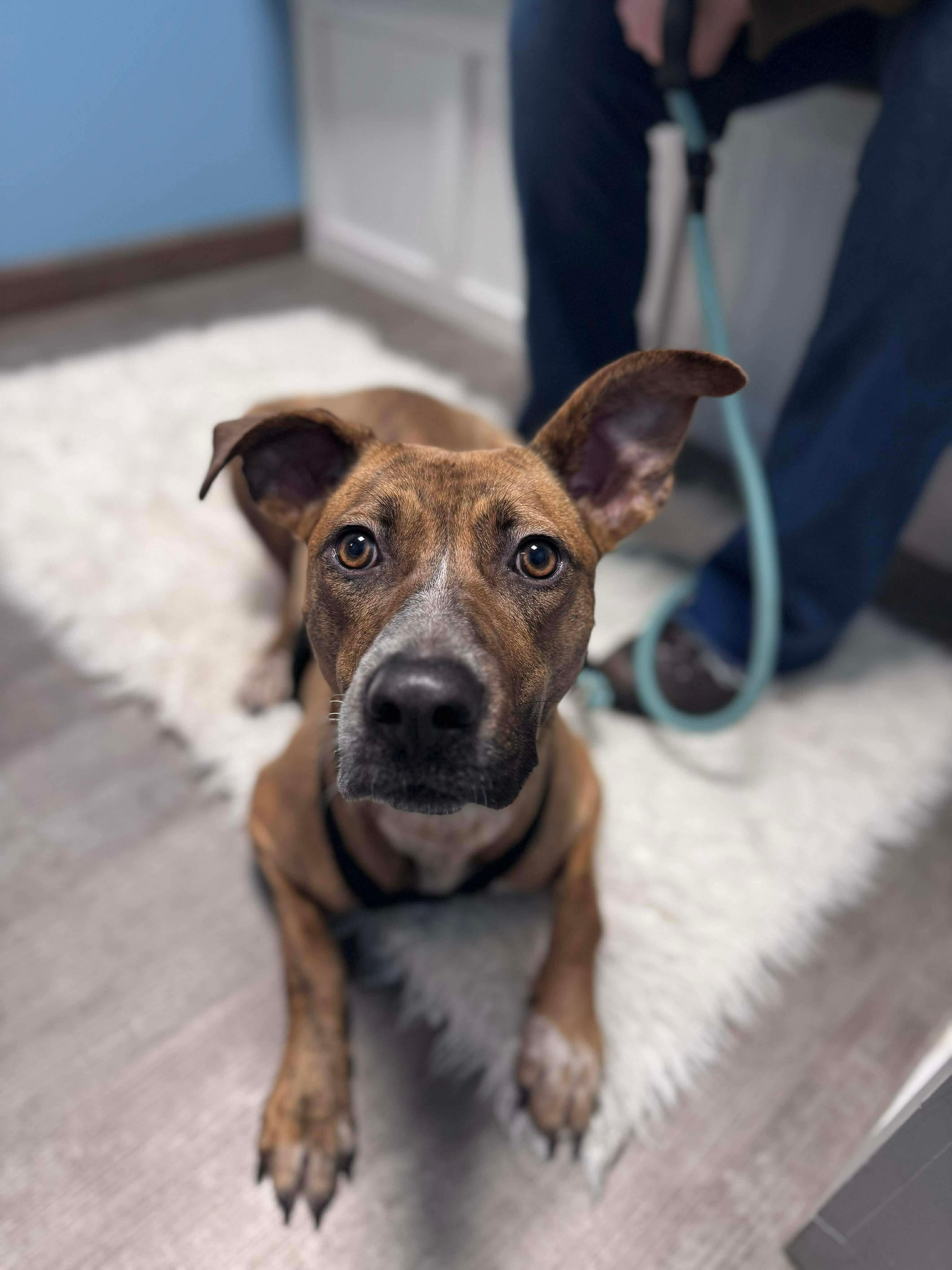 Enlarge Piper, a Adoptable mixed breed in Cumberland, RI image 3/4