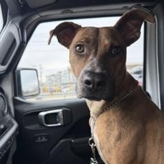 Enlarge Sadie, a Adoptable mixed breed in Cumberland, RI image 6/6