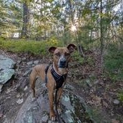 Enlarge Sadie, a Adoptable mixed breed in Cumberland, RI image 5/6