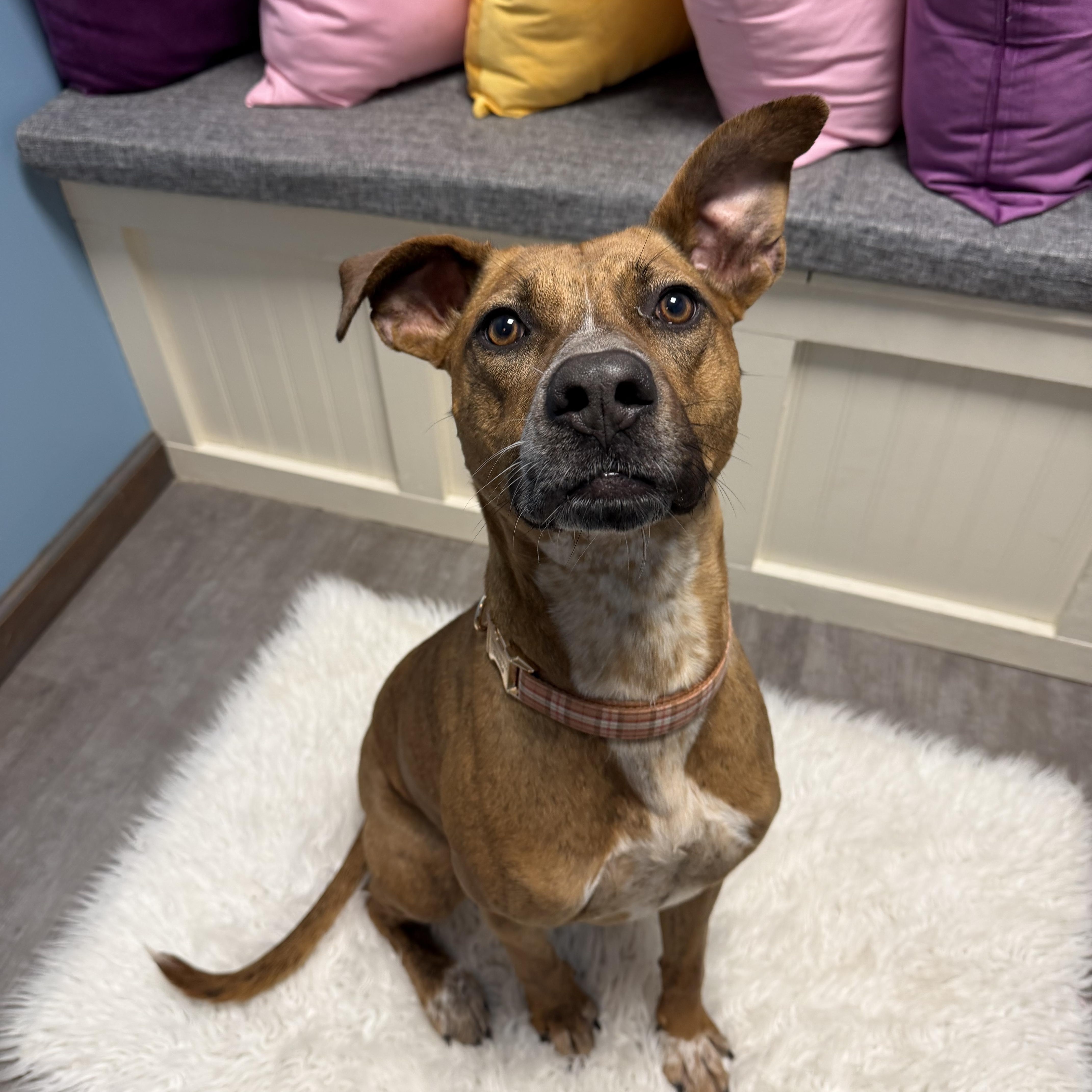 Sadie, a Adoptable mixed breed in Cumberland, RI image 3/5