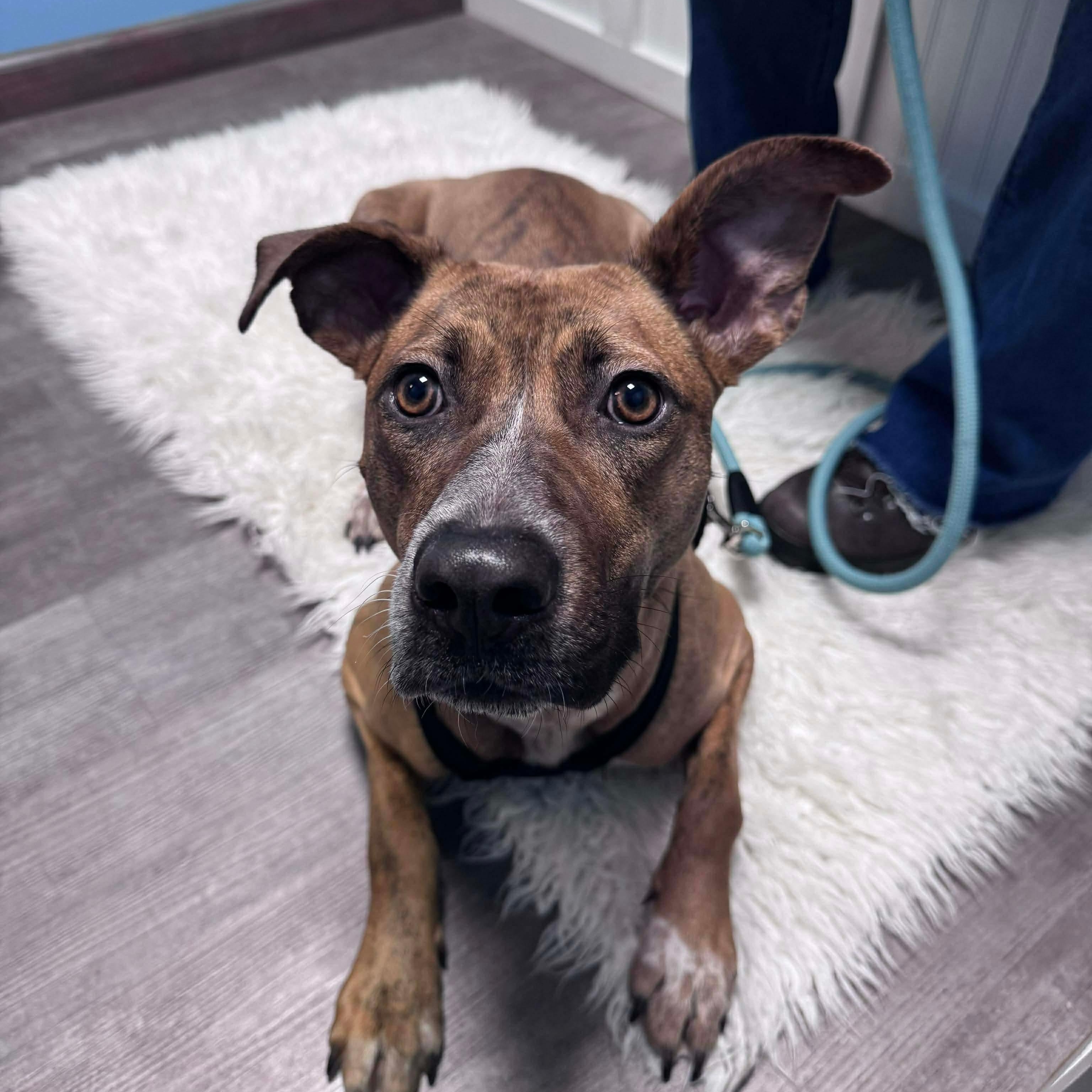 Enlarge Piper, a Adoptable mixed breed in Cumberland, RI image 2/4