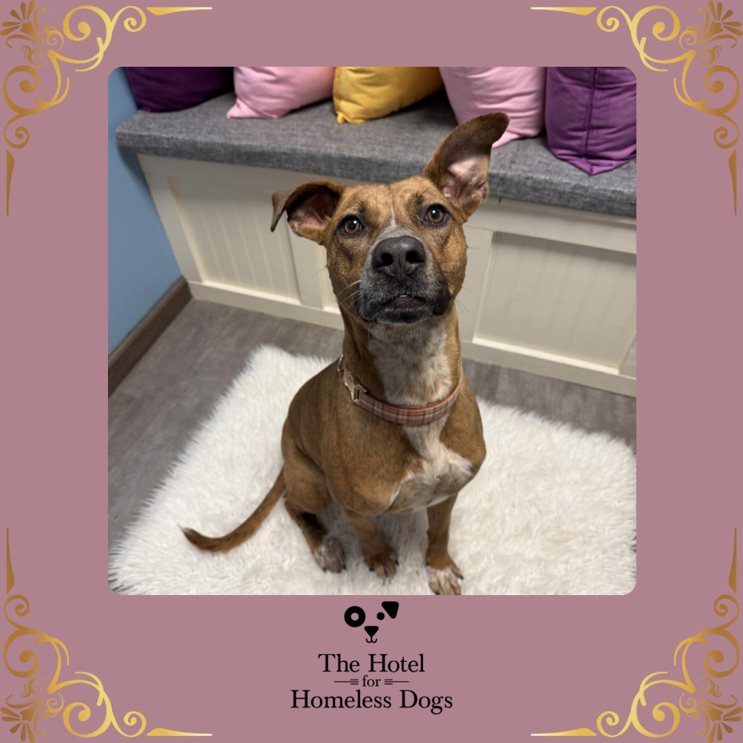 Sadie, a Adoptable mixed breed in Cumberland, RI image 1/5
