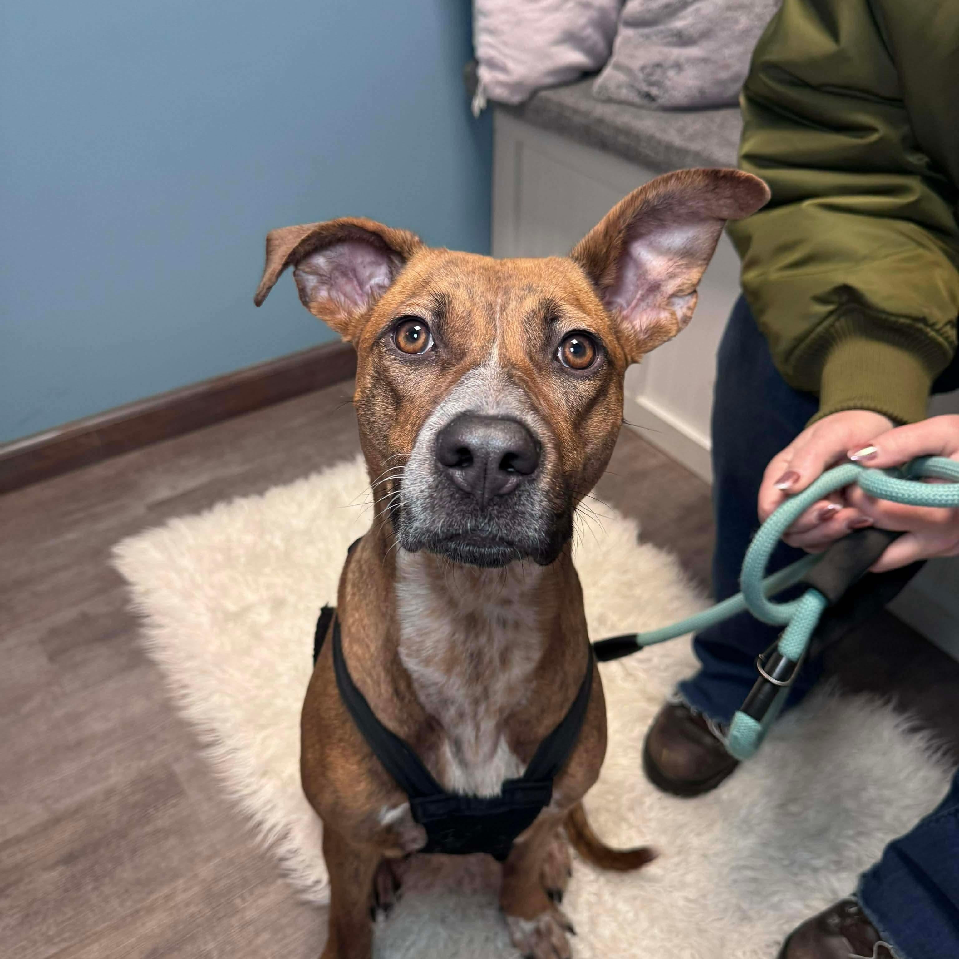 Sadie, a Adoptable mixed breed in Cumberland, RI image 5/5