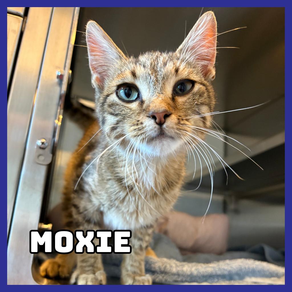 Moxie, Adoptable, Young Male Domestic Short Hair.
