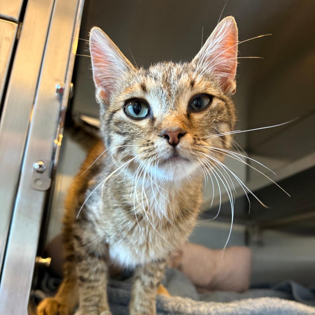 Enlarge Moxie, a Adoptable Domestic Short Hair in Glenwood, MN image 3/3