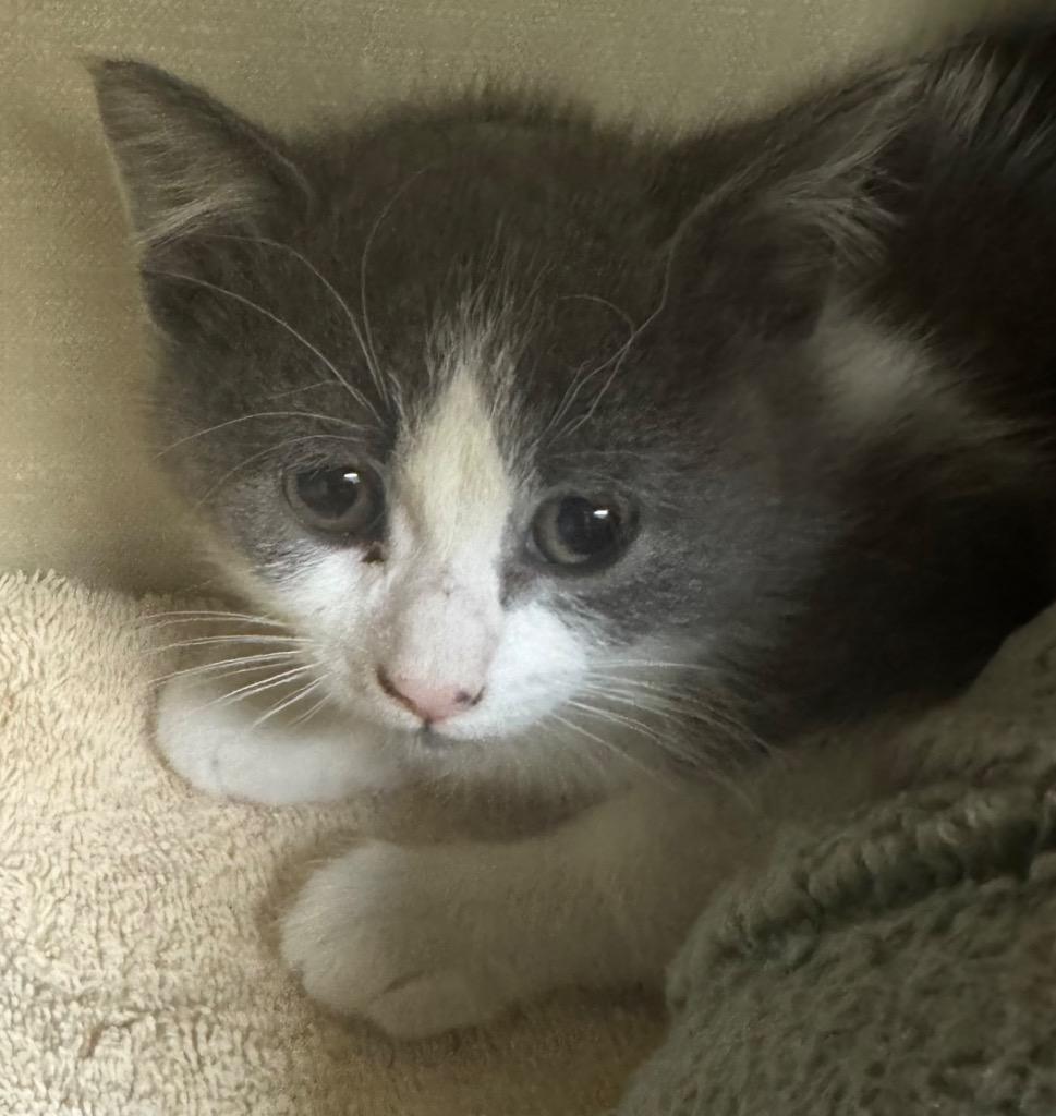 Miss Piggy, a Adoptable Domestic Short Hair in Winnipeg, MB image 2/2