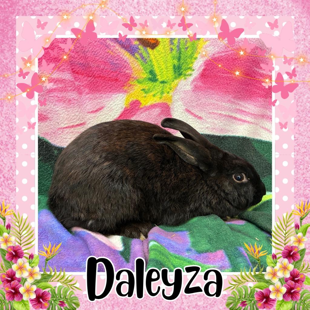 Enlarge Daleyza, a Adoptable Bunny Rabbit in Elizabethtown, KY image 1/1