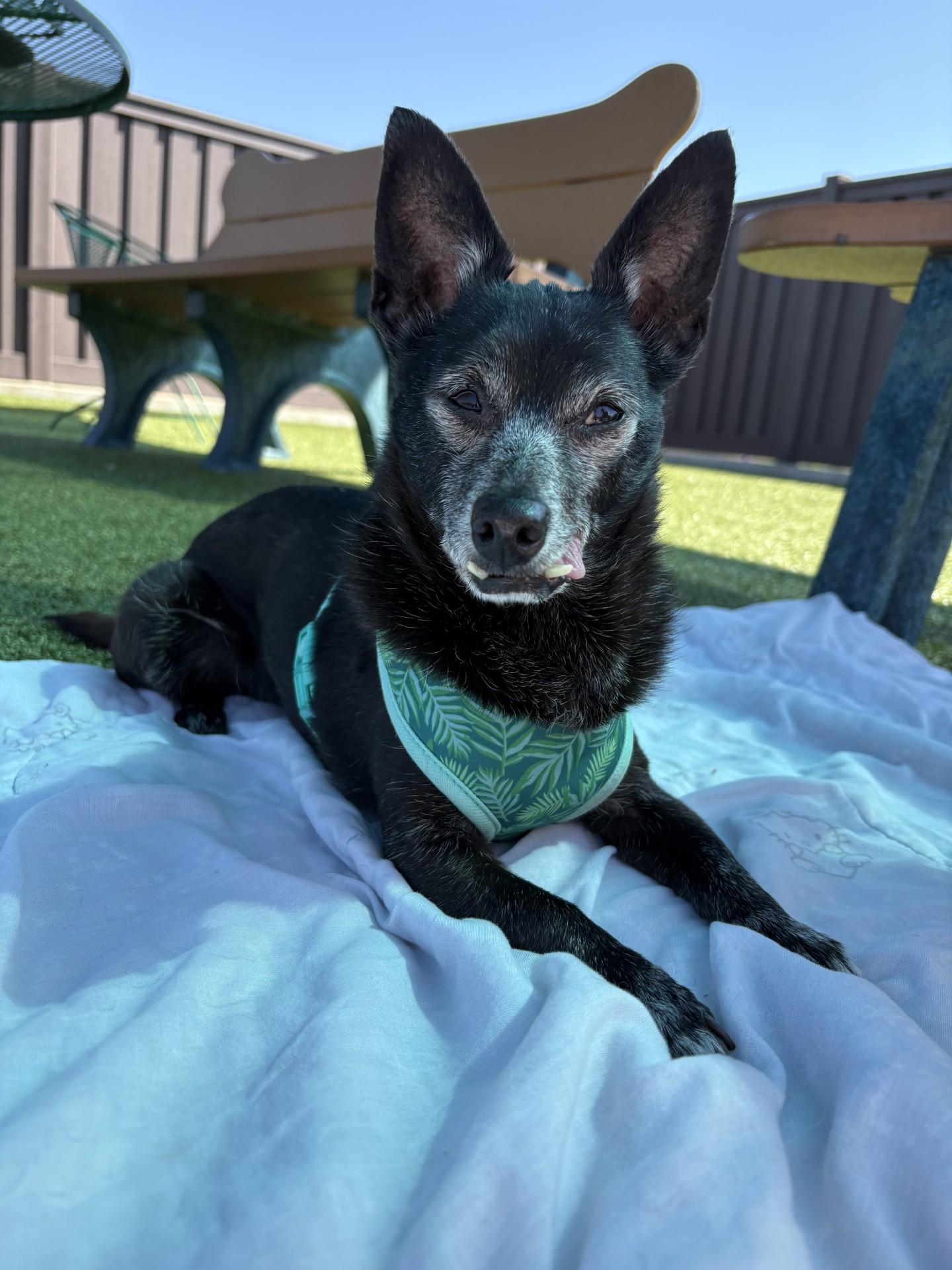 Crickett, ADOPTABLE, Senior Male Chihuahua.