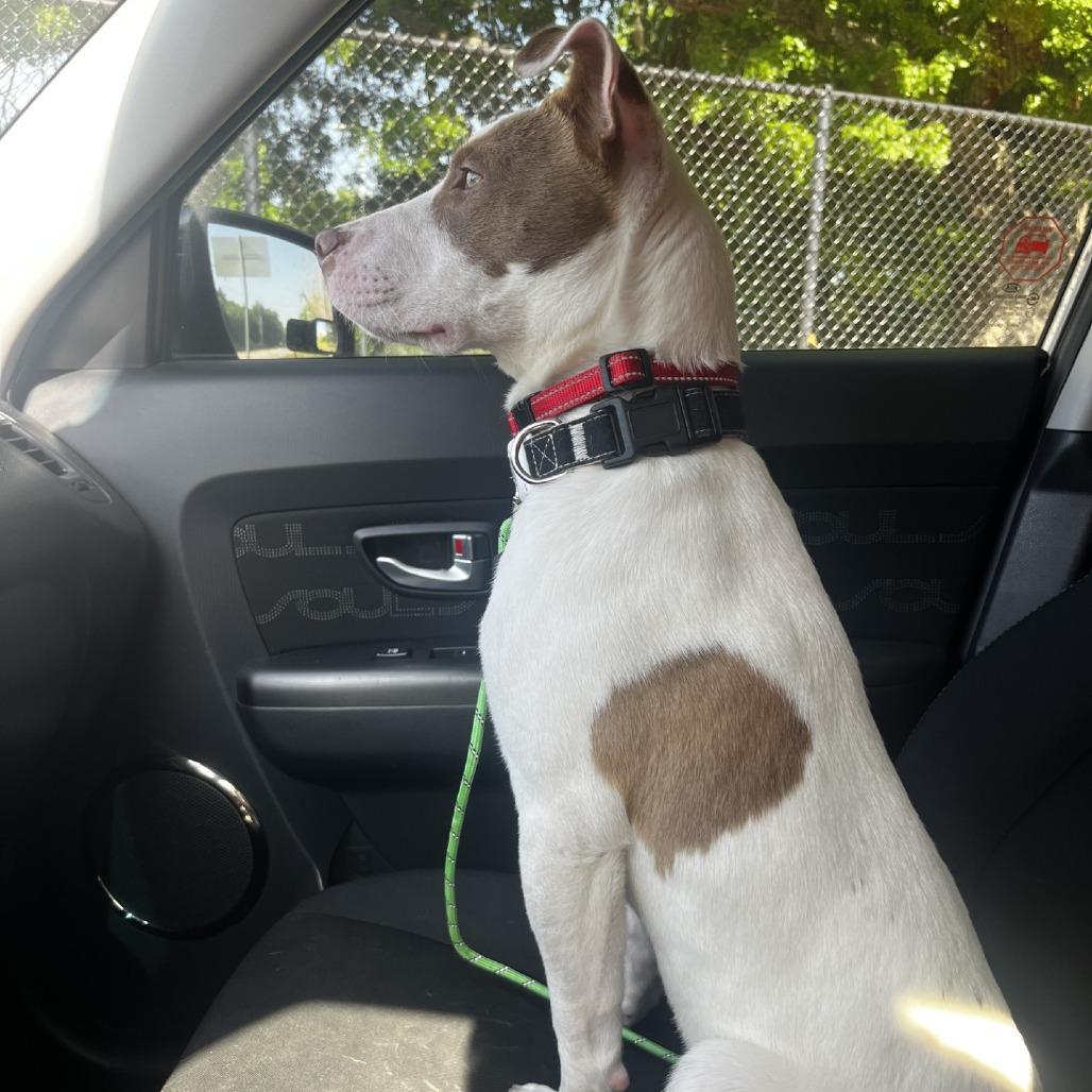 Lily, Adoptable, Puppy Female Mixed Breed.