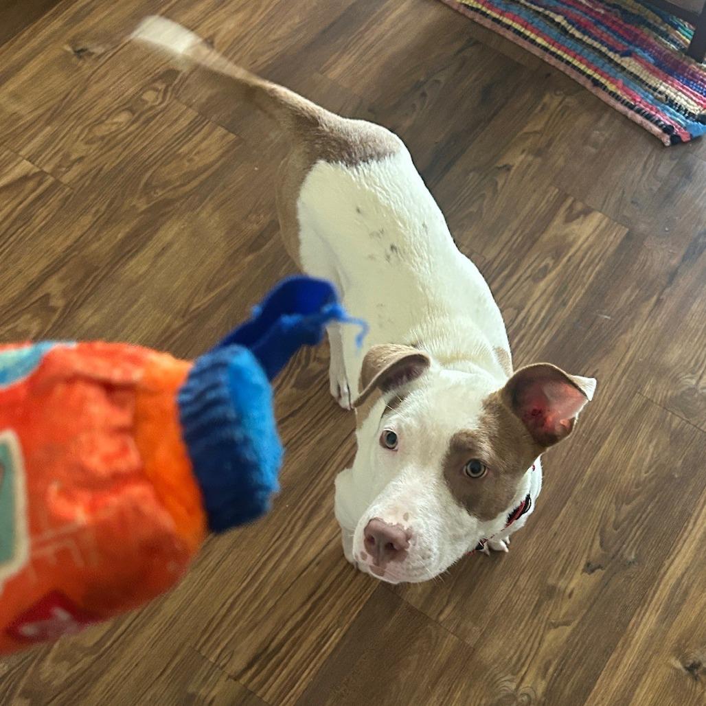 Enlarge Lily, a Adoptable Mixed Breed in Norman, OK image 2/5