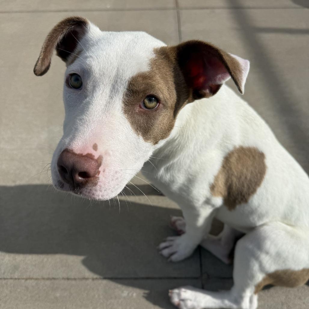 Enlarge Lily, a Adoptable Mixed Breed in Norman, OK image 3/5
