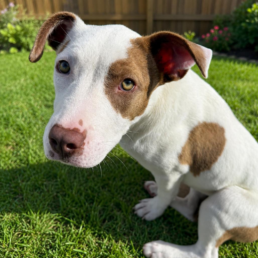 Enlarge Lily, a Adoptable Mixed Breed in Norman, OK image 5/6