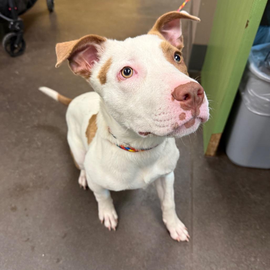 Enlarge Lily, a Adoptable Mixed Breed in Norman, OK image 5/5