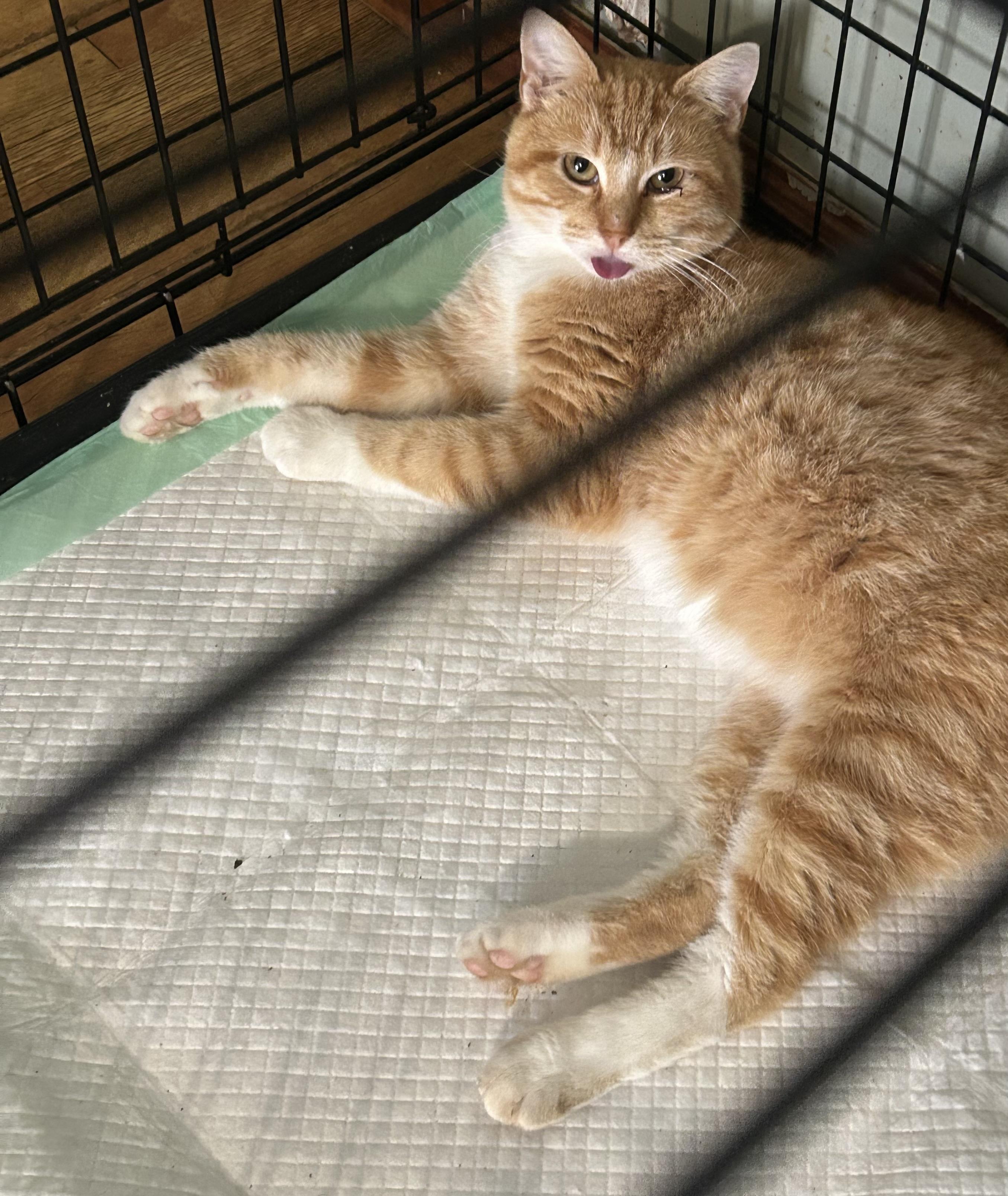 Enlarge Bobby, a Adopted American Bobtail in Greenfield, TN image 1/2